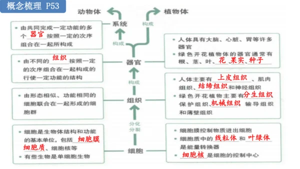 人教版生物七年级上册第一单元《生物与细胞》单元复习课件(共53张PPT)