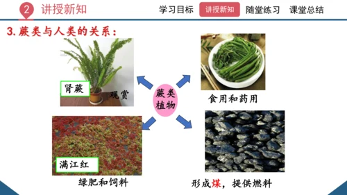 3.1.1 藻类、苔藓和蕨类植物课件 2023--2024学年人教版生物七年级上册(共26张PPT)