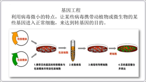 5.5第五章 病毒【2024秋人教八上生物精彩课堂（课件内嵌视频）】(共28张PPT)