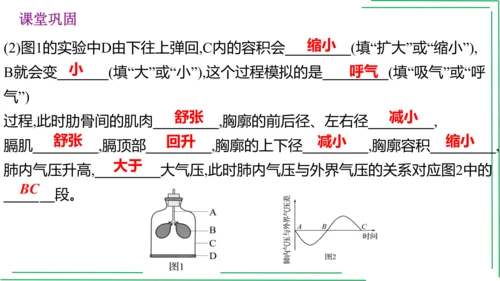 七年级下册 第三章 人体的呼吸【2023春人教七下生物期中期末复习课件】(共28张PPT)