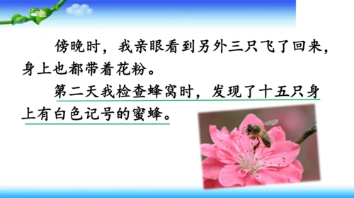 14《蜜蜂》课件
