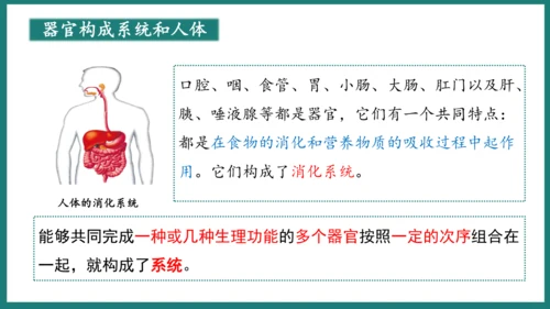 第一单元第三章从细胞到生物体（复习课件）-七年级生物上册同步教学精制课件（人教版2024）(共44张