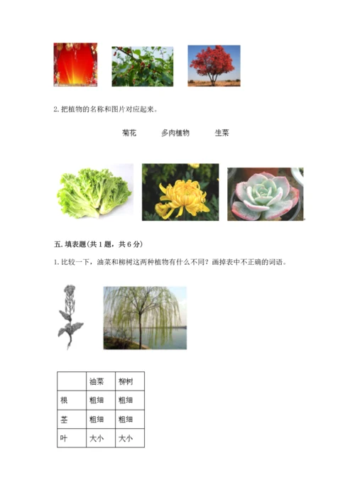 教科版科学一年级上册第一单元《植物》测试卷【全优】.docx