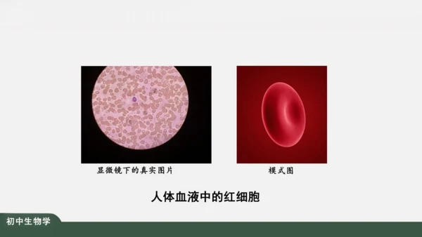 2.1.3 动物细胞 课件（共32张PPT）