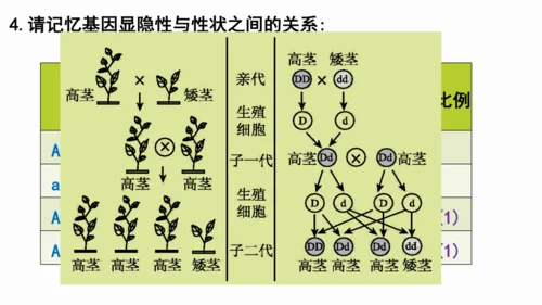 八下 第七单元复习课件(共58张PPT)