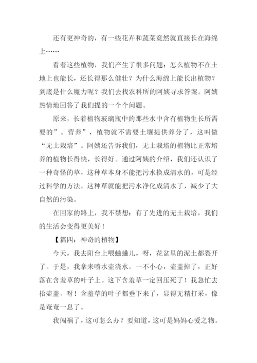 神奇的植物作文.docx