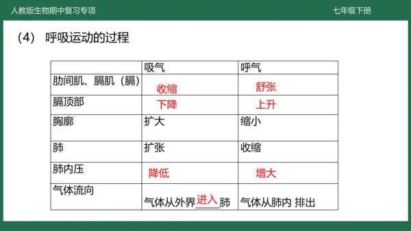 第三章 人体的呼吸（-七年级生物下学期期中考点大串讲（人教版）(共25张PPT)