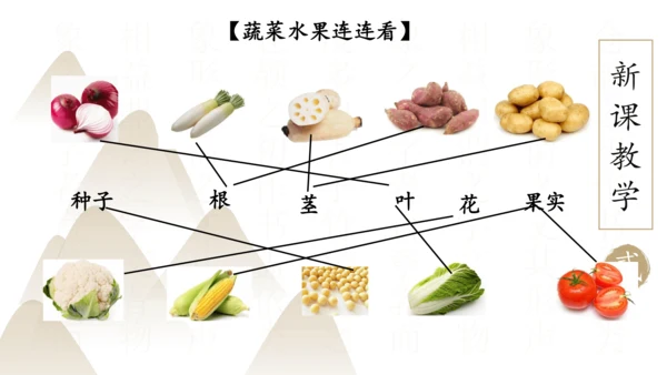 2.2.3 植物体的结构层次2023-2024学年七年级生物上册精品课件（人教版）(共18张PPT)