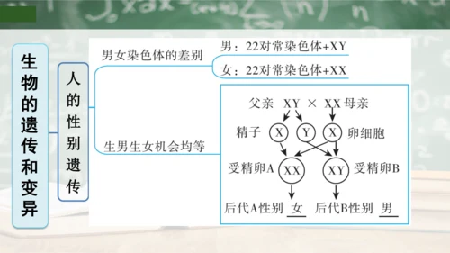 第2章 生物的遗传与变异（复习课件）-八年级生物下册章末知识总结 检测卷（人教版）(共19张PPT)