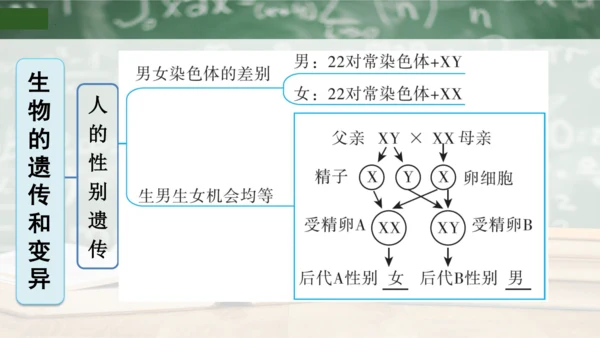第2章 生物的遗传与变异（复习课件）-八年级生物下册章末知识总结 检测卷（人教版）(共19张PPT)