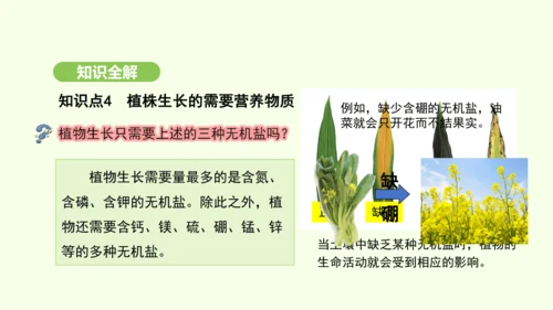 第三单元-第一章-第二节-植株的生长课件-2024-2025学年七年级生物下学期人教版(2024)(