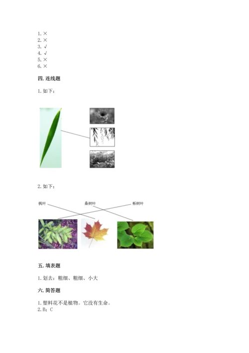 教科版科学一年级上册第一单元《植物》测试卷带答案（预热题）.docx