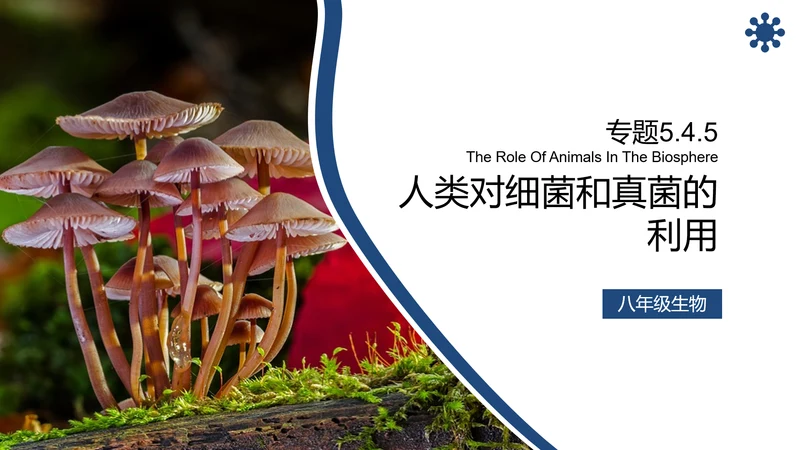 人类对细菌和真菌的利用PPT课件