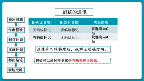 5.2.3社会行为课件-人教版生物八年级上册