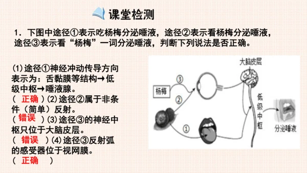 4.6.3神经调节的基本方式（课件）-七年级生物下册备课无忧（人教版）(共17张PPT)