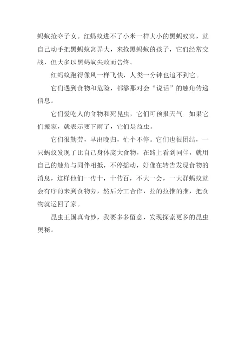 关于蚂蚁的作文500字.docx