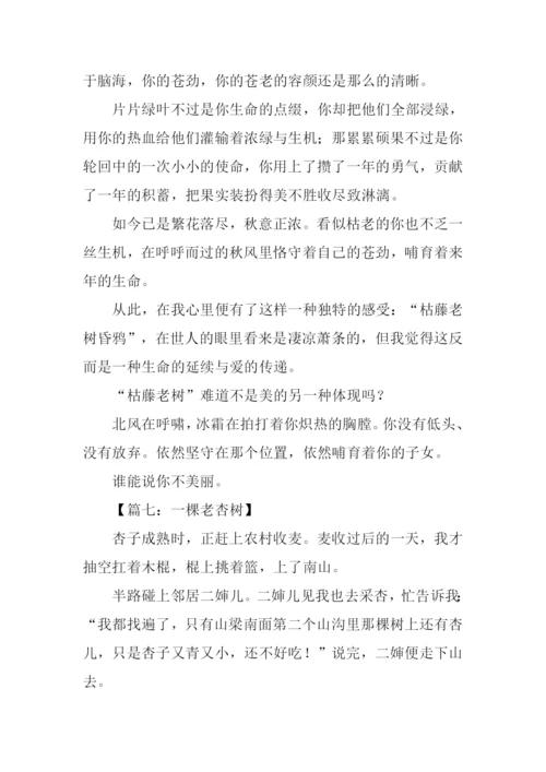 杏树作文800字0.docx