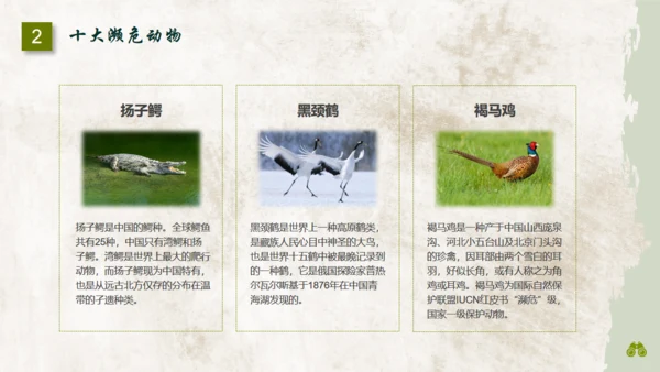 保护濒危野生动物通用PPT模板