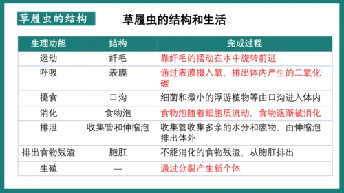 第一单元第三章从细胞到生物体（复习课件）-七年级生物上册同步教学精制课件（人教版2024）(共44张