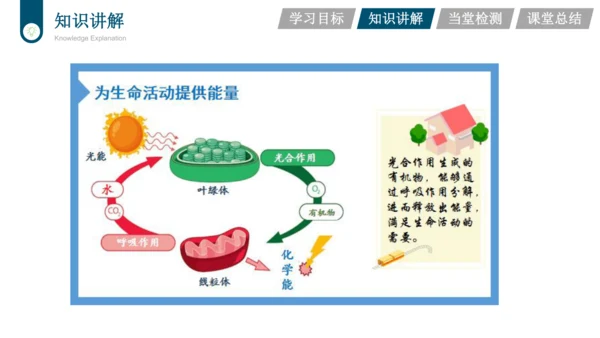 3.3.4  绿色植物是生物圈中有机物的制造者  课件-2023-2024学年人教版生物七年级上册(