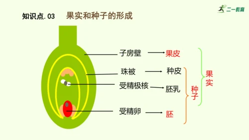 3.1.3开花和结果-七年级生物下学期同步精品课件（2024人教版）(共27张PPT)