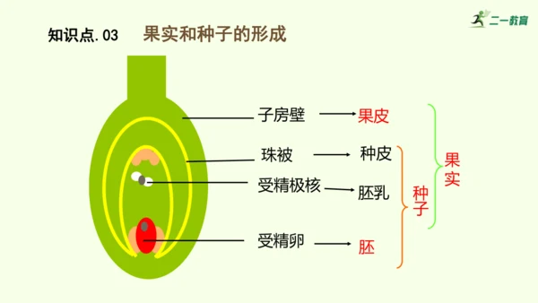 3.1.3开花和结果-七年级生物下学期同步精品课件（2024人教版）(共27张PPT)