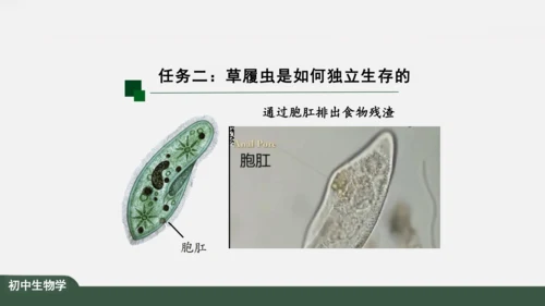 2.2.4 单细胞生物 课件（共24张PPT）