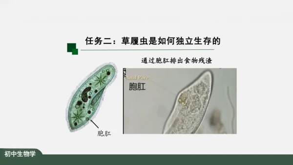 2.2.4 单细胞生物 课件（共24张PPT）