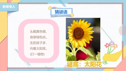 【北师大版】二年级《劳动实践指导手册》第11课《一起来种太阳花》课件