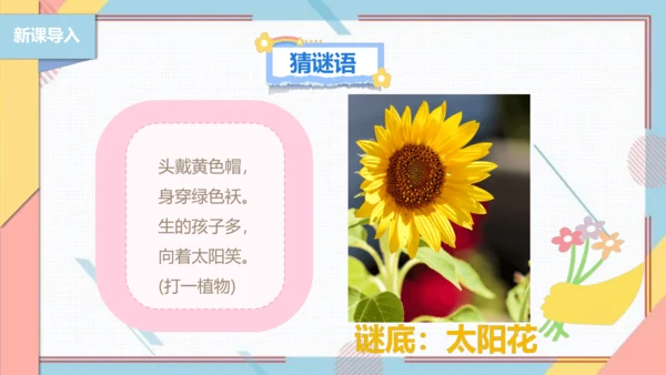 【北师大版】二年级《劳动实践指导手册》第11课《一起来种太阳花》课件