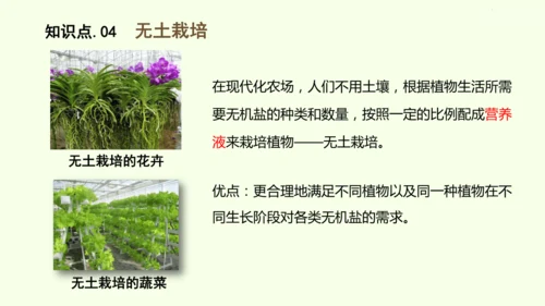 3.1.2植株的生长-七年级生物下学期同步精品课件（2024人教版）(共26张PPT)