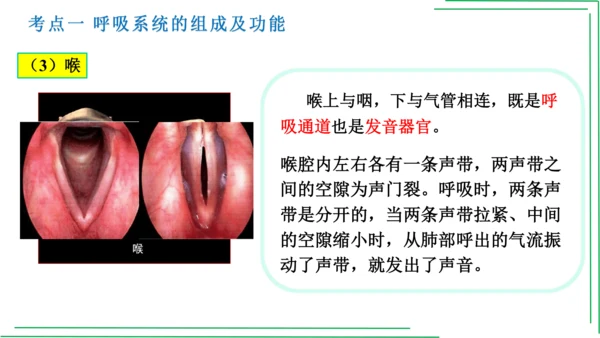 七年级下册 第三章 人体的呼吸【2023春人教七下生物期中期末复习课件】(共28张PPT)
