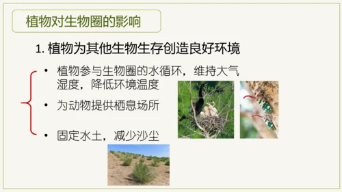 3.6 爱护植被，绿化祖国2023-2024学年七年级生物上学期同步精品课件（人教版）(共21张PP