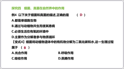 【人教八上生物期中复习考点梳理+临考押题】第四、五章 细菌、真菌和病毒（串讲课件）(共30张PPT)