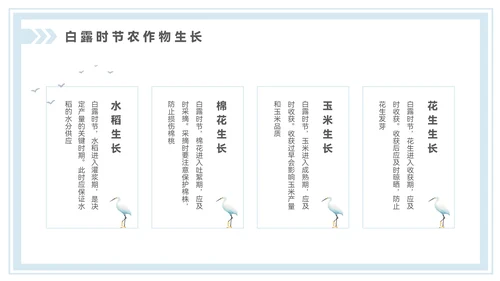 淡蓝色中国风白露节气PPT模板