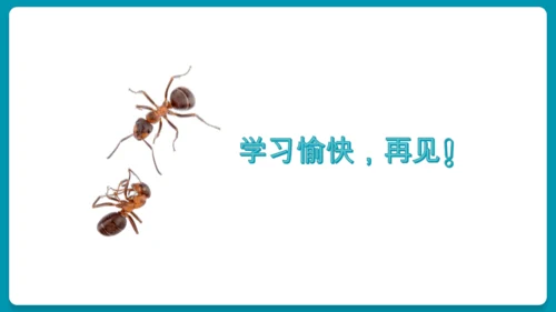 5.2.3社会行为课件-人教版生物八年级上册