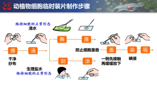 人教版（2024）七年级上册生物七年级上册期末总复习课件(共31张PPT)