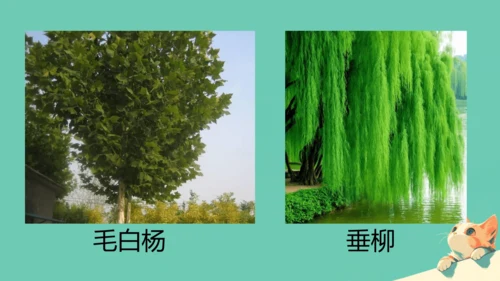 人教版（2024）七年级上册1.1.1 观察周边环境中的生物 课件(共20张PPT)