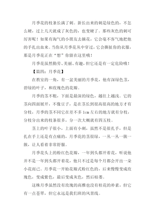 月季花的作文300字-2.docx