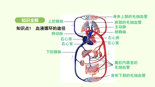 第四单元-第四章-第三节 输送血液的泵——心脏（第2课时）课件-2024-2025学年七年级生物下学