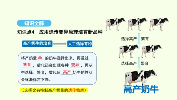 7.2.5生物的变异课件-人教版生物八年级下册(共28张PPT)