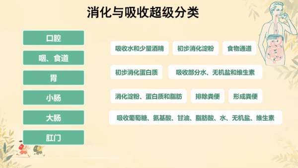 初中生物学人教版（新课程标准）七年级下册第4.2.2 消化和吸收课件(共21张PPT)