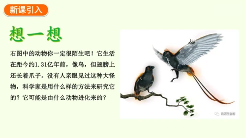 7.3.2生物进化的历程-八年级生物人教版下学期同步精品课件(共34张PPT)