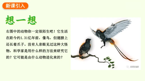 7.3.2生物进化的历程-八年级生物人教版下学期同步精品课件(共34张PPT)