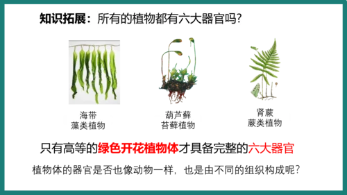 第一单元第三章从细胞到生物体（复习课件）-七年级生物上册同步教学精制课件（人教版2024）(共44张