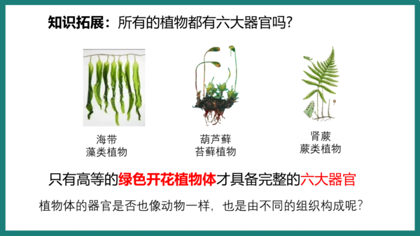 第一单元第三章从细胞到生物体（复习课件）-七年级生物上册同步教学精制课件（人教版2024）(共44张