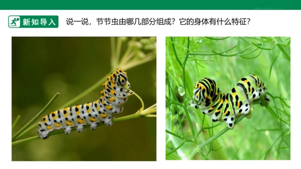 第六课《节节虫》课件