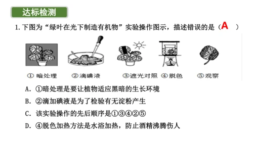 3.4 绿色植物是生物圈中有机物的制造者 课件 七年级生物上学期（人教版）(共27张PPT)