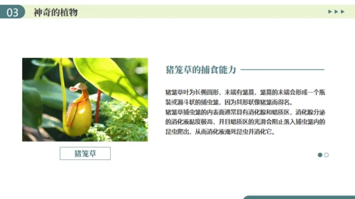 植物介绍笔记植物分类知识科普通用PPT模板