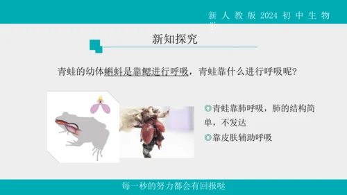 人教版生物七年级上册2.2.2《脊椎动物》（第1课时）课件(共42张PPT)+视频素材